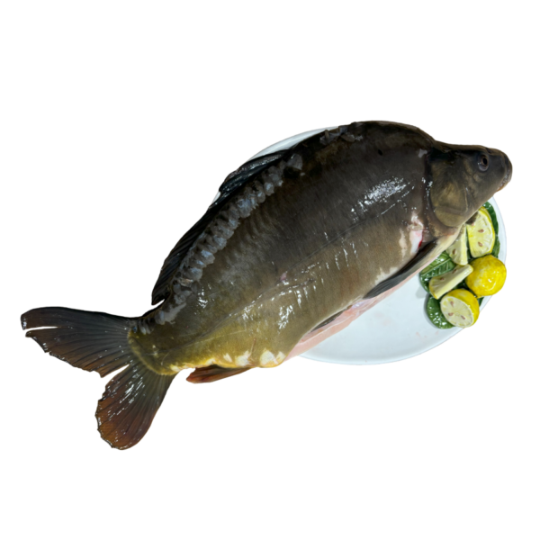 Karp cały patroszony ok. 2 kg - Rezerwacja świąteczna