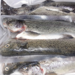 Pstrąg patroszony z głową  (1 kg) - obrazek 2