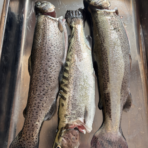 Pstrąg patroszony z głową  (1 kg)